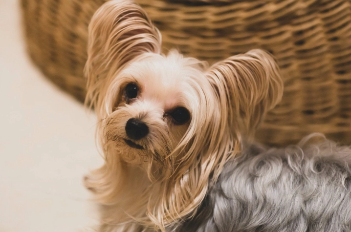 心臟病鮮食食譜