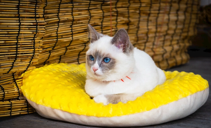 貓飼料保存方法