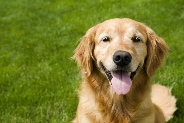 制止狗狗轉圈 制止狗狗轉圈