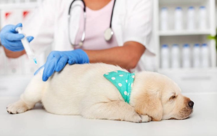 狗狗認知功能障礙