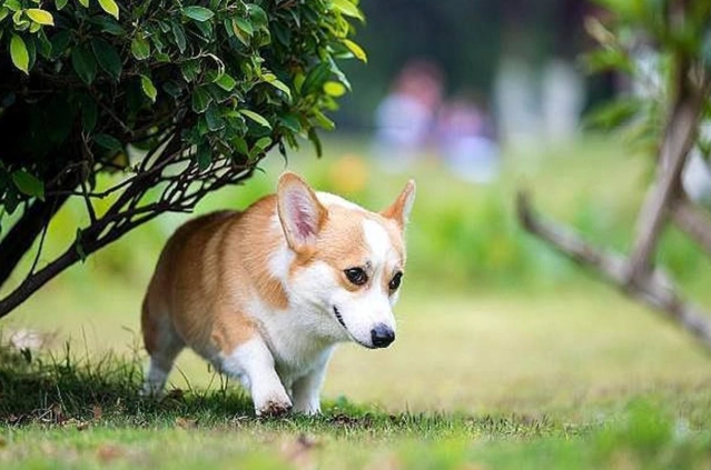 胰臟炎治療方法 胰臟炎治療方法