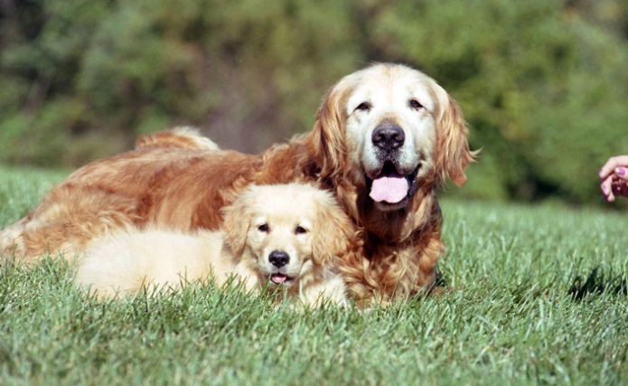 狗狗失智症症狀