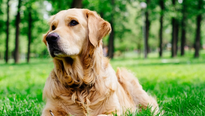 老年犬保健食品