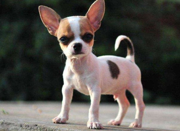 狗狗心臟肥大症狀