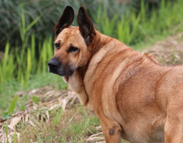 台灣犬 舌頭斑點