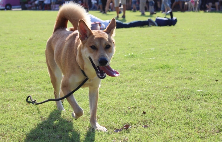 混種小型犬 混種小型犬