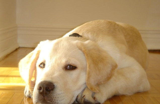 狗年齡是人類幾歲