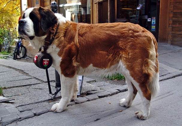 狗狗心脏保健饮食