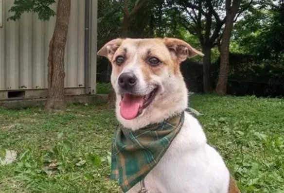 小型米克斯犬 小型米克斯犬