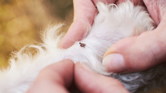 如何預防壁蝨 如何預防壁蝨