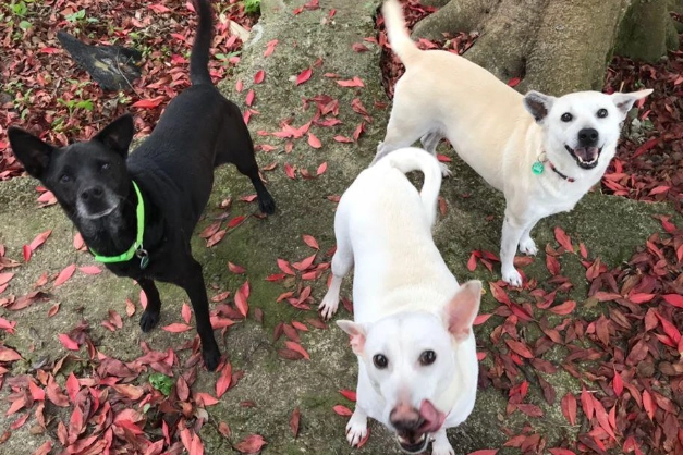 混種小型犬 混種小型犬