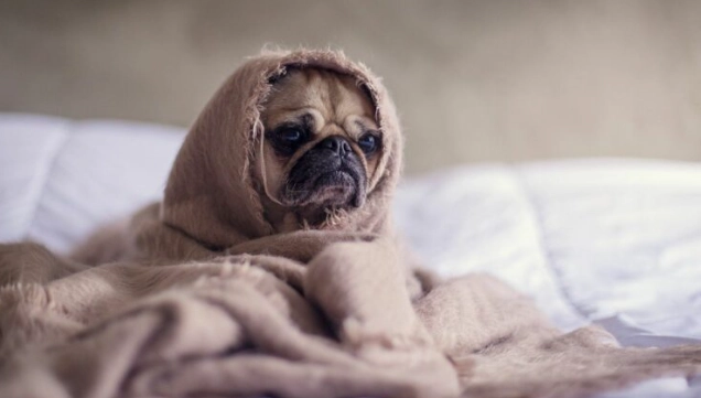 老年狗癲癇 老年狗癲癇