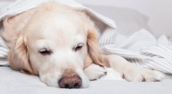 狗狗抽搐原因 狗狗抽搐原因