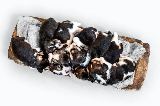 幼犬餵食 幼犬餵食