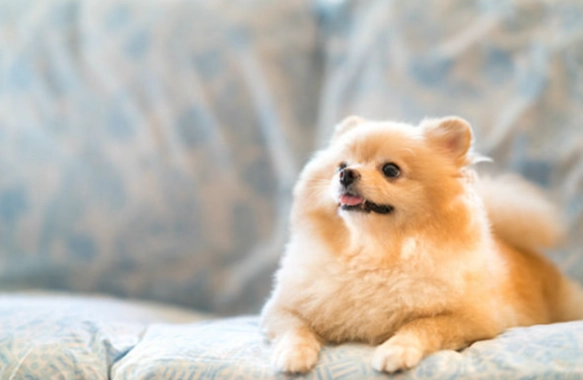 狗狗肺積水治療