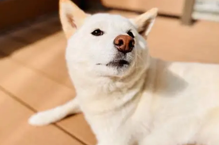 柴犬轉圈圈原因