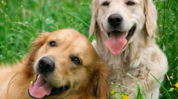 狗狗年齡換算 狗狗年齡換算