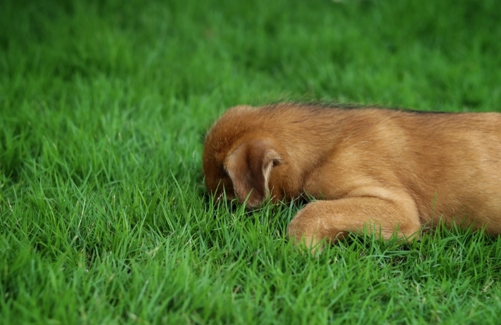 台北狗草地 台北狗草地