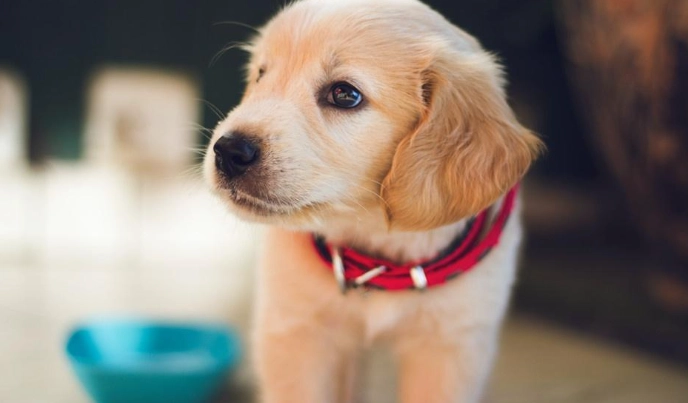 幼犬餵食 幼犬餵食