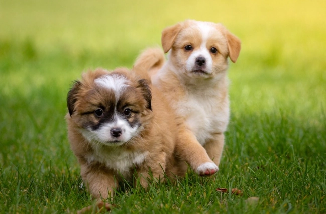 休克後遺症照護