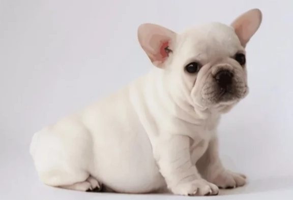 狗狗心臟肥大飲食