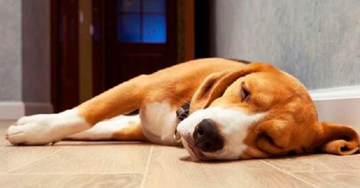 狗心臟病症狀 狗心臟病症狀