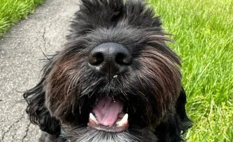 台灣拉布拉多貴賓犬飼養