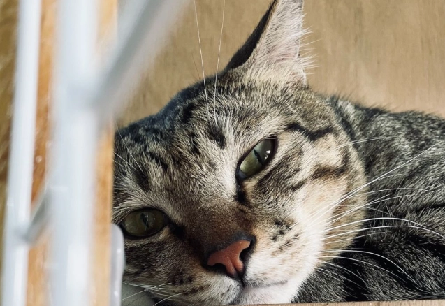 虎斑貓毛髮照顧