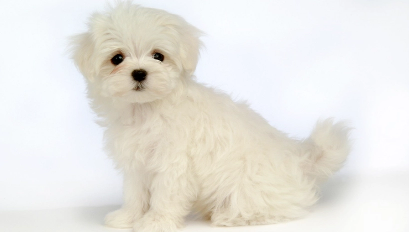 狗狗發作前兆 狗狗發作前兆