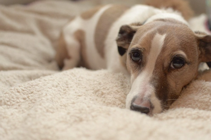 狗腎衰竭治療 狗腎衰竭治療