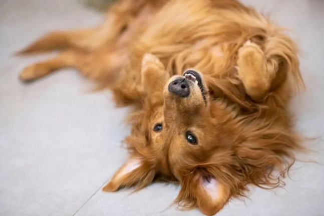 狗狗耳朵癢 狗狗耳朵癢