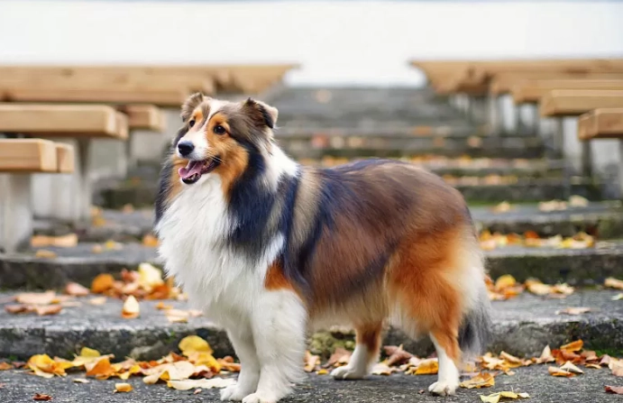 狗心臟肥大食物