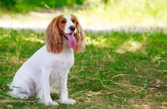 狗癲癇症狀 狗癲癇症狀