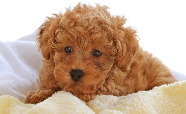 狗吐白沫原因 狗吐白沫原因