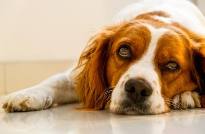 腎衰竭居家照護