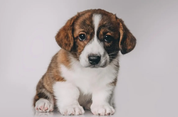 狗狗耳朵清潔用品 狗狗耳朵清潔用品