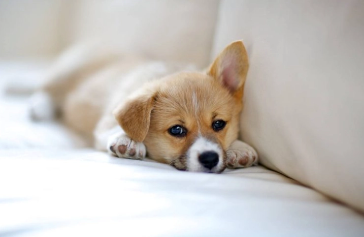 狗狗拱背發抖原因