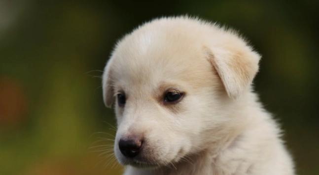 狗狗耳朵清潔用品 狗狗耳朵清潔用品