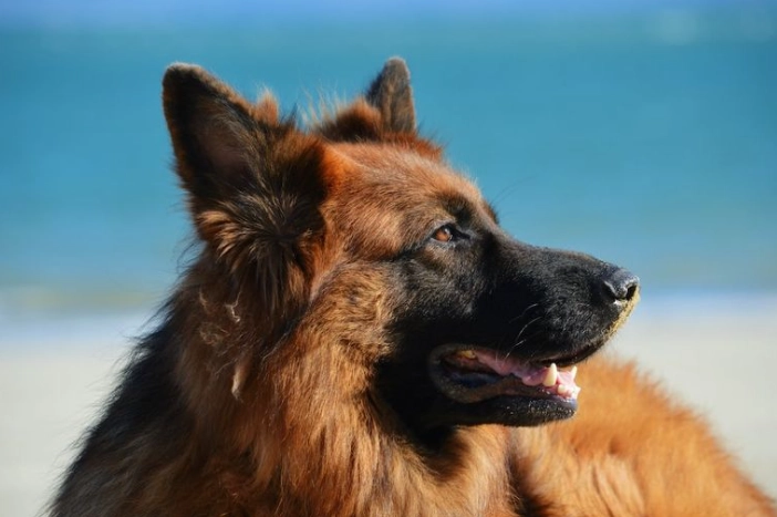 拉布拉多貴賓犬價格