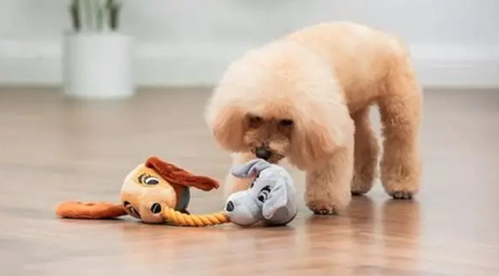 玩具貴賓犬壽命