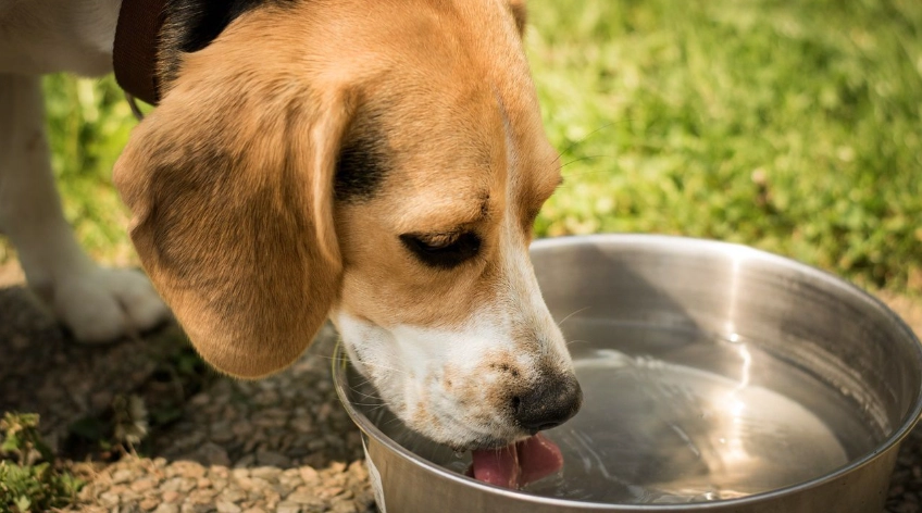 狗狗胰臟炎治療 狗狗胰臟炎治療
