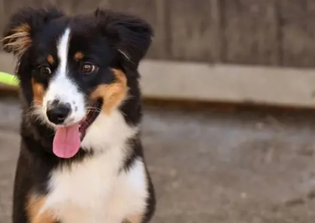 狗狗胰臟炎飲食