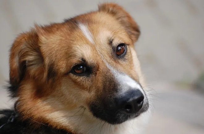 狗狗心臟病照護 狗狗心臟病照護