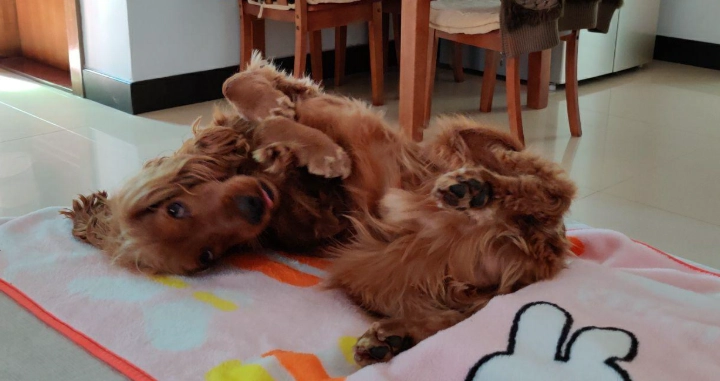 狗心臟病 照顧 狗心臟病 照顧