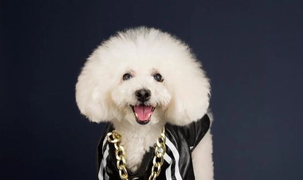 心絲蟲治療費用