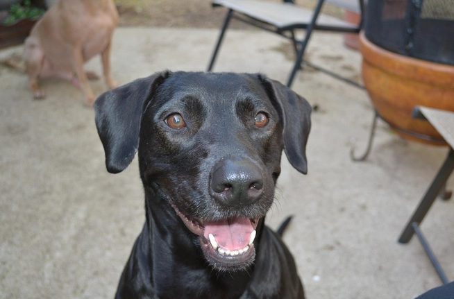 黑色米克斯 飼養