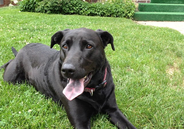 黑色米克斯 飼養