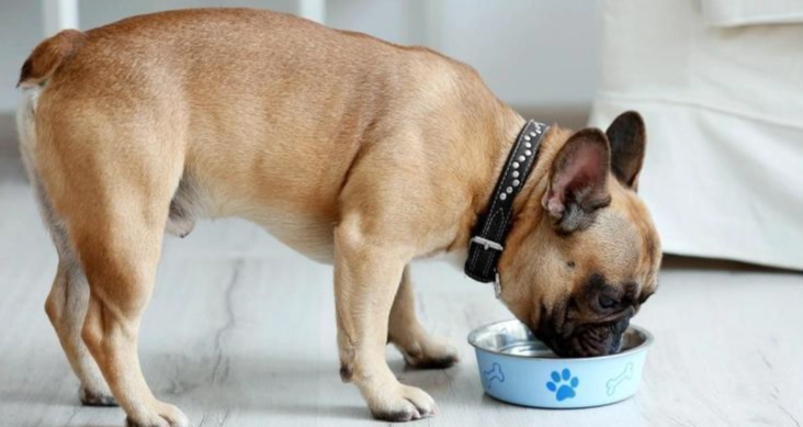 狗狗噎到反應 狗狗噎到反應