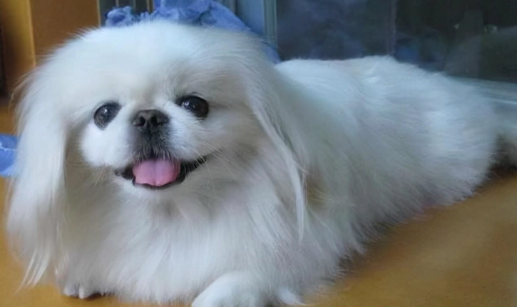 心臟病鮮食食譜