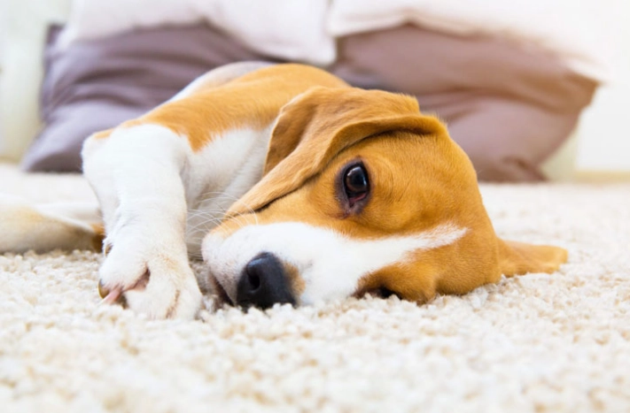 狗狗心臟病壽命